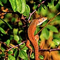 Lizard in the forest Photograph by Martin Smith Lizard in the forest Photograph by Martin Smith