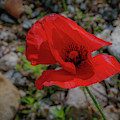 Lone Red Flower Photograph by Lora J Wilson Lone Red Flower Photograph by Lora J Wilson