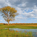 Lone Tree by a Wetland Photograph by Jeff Goulden Lone Tree by a Wetland Photograph by Jeff Goulden