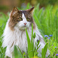 Long Haired Domestic Cat Portrait , Sitting In Grass by Sylvain Cordier / Naturepl.com