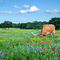 Longhorn In Bluebonnets Photograph by Johnny Boyd Longhorn In Bluebonnets Photograph by Johnny Boyd