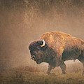 Lord Buffalo by Ron McGinnis Lord Buffalo by Ron McGinnis
