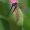 Lotus Bud and Slaty Skimmer Dragonfly DL0006 Photograph by Gerry Gantt Lotus Bud and Slaty Skimmer Dragonfly DL0006 Photograph by Gerry Gantt