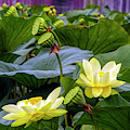 Lotus Field Photograph by Farol Tomson Lotus Field Photograph by Farol Tomson