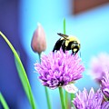 Love my Chives Photograph by Merle Grenz Love my Chives Photograph by Merle Grenz