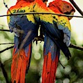 Love Photograph by Robert Grac Love Photograph by Robert Grac