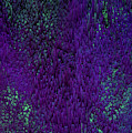 Luminoles - Abstract Pixel Art Digital Art by Jennifer Walsh Luminoles - Abstract Pixel Art Digital Art by Jennifer Walsh
