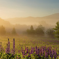 Lupine In The Fog, Sugar Hill, NH Photograph by Jeff Sinon Lupine In The Fog, Sugar Hill, NH Photograph by Jeff Sinon