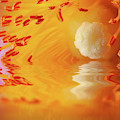 Macro Cistus flower stamen in water Photograph by Simon Bratt Macro Cistus flower stamen in water Photograph by Simon Bratt