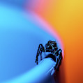 Macro Photography - Jumping Spider Photograph by Amelia Pearn Macro Photography - Jumping Spider Photograph by Amelia Pearn