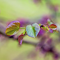 Nature Photography Trees Photograph by Amelia Pearn Nature Photography Trees Photograph by Amelia Pearn