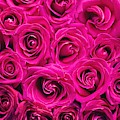 Magenta roses Photograph by Top Wallpapers Magenta roses Photograph by Top Wallpapers
