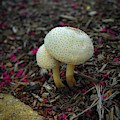 Magical Mushrooms Photograph by Lora J Wilson Magical Mushrooms Photograph by Lora J Wilson