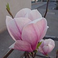Magnolia Photograph by Anzhelina Georgieva Magnolia Photograph by Anzhelina Georgieva