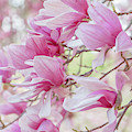 Magnolia Tree Photograph by Lori Rowland Magnolia Tree Photograph by Lori Rowland