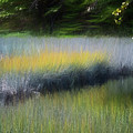 Maine Marsh Photograph by Tom Singleton Maine Marsh Photograph by Tom Singleton