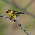 Male Cape May Warbler by Marlin and Laura Hum Male Cape May Warbler by Marlin and Laura Hum