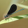 Male Ebony Jewelwing by Callen Harty Male Ebony Jewelwing by Callen Harty