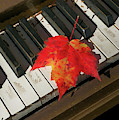 Maple Leaf Rag Photograph by Jerry LoFaro Maple Leaf Rag Photograph by Jerry LoFaro