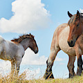 Mare with foal close together by Nick Biemans