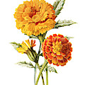 Marigold Flower by Naxart Studio Marigold Flower by Naxart Studio