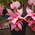 Medinilla Magnifica Photograph by Nancy Ayanna Wyatt Medinilla Magnifica Photograph by Nancy Ayanna Wyatt