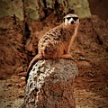 Meerkat Photograph by Lucie Dumas Meerkat Photograph by Lucie Dumas