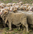Many Merino Sheep Photograph by Leslie Struxness Many Merino Sheep Photograph by Leslie Struxness