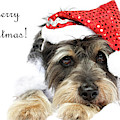 Merry Christmas  by Kim Mobley