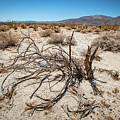 Mesquite in the Desert Sun Photograph by Mark Duehmig Mesquite in the Desert Sun Photograph by Mark Duehmig