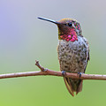 Midsummer Night's Dream I - Male Anna's Hummingbird Photograph by Briand Sanderson Midsummer Night's Dream I - Male Anna's Hummingbird Photograph by Briand Sanderson