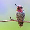 Midsummer Night's Dream III - Male Anna's Hummingbird Photograph by Briand Sanderson Midsummer Night's Dream III - Male Anna's Hummingbird Photograph by Briand Sanderson