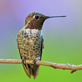 Midsummer Night's Dream IV - Male Anna's Hummingbird Photograph by Briand Sanderson Midsummer Night's Dream IV - Male Anna's Hummingbird Photograph by Briand Sanderson