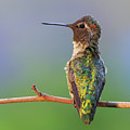 Midsummer Night's Dream V - Male Anna's Hummingbird Photograph by Briand Sanderson Midsummer Night's Dream V - Male Anna's Hummingbird Photograph by Briand Sanderson