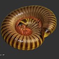 Millipede by Larry Linton