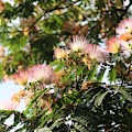 Mimosa Tree Flowers Photograph by Christopher Lotito Mimosa Tree Flowers Photograph by Christopher Lotito