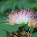 Mimosa Tree in Bloom Photograph by Christopher Lotito Mimosa Tree in Bloom Photograph by Christopher Lotito