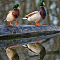 Mirror Mirror by Brad Bellisle Mirror Mirror by Brad Bellisle