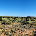 Mojave Panorama Photograph by Richard Thomas
