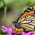 Monarch 2018-32 Photograph by Thomas Young Monarch 2018-32 Photograph by Thomas Young