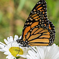Monarch and Daisies Photograph by Cathy Kovarik Monarch and Daisies Photograph by Cathy Kovarik