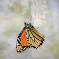 Monarch Butterfly by Darren Fisher Monarch Butterfly by Darren Fisher