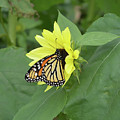 Monarch on Sunflower Photograph by Aimee L Maher ALM GALLERY Monarch on Sunflower Photograph by Aimee L Maher ALM GALLERY