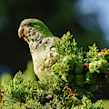 Monk Parakeet Perched on a Tree Photograph by Pablo Avanzini Monk Parakeet Perched on a Tree Photograph by Pablo Avanzini