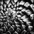 Monochrome dahlia flower head pattern Photograph by Simon Bratt Monochrome dahlia flower head pattern Photograph by Simon Bratt