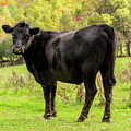 Moo Photograph by Cathy Kovarik Moo Photograph by Cathy Kovarik