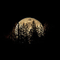 Moon and Pines Photograph by Randy Robbins Moon and Pines Photograph by Randy Robbins
