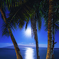 Moonlight Palms by Tyler Rooke