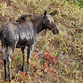 Moose a drippin Photograph by Debra Baldwin Moose a drippin Photograph by Debra Baldwin