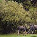 Moose at play Photograph by Julieta Belmont Moose at play Photograph by Julieta Belmont